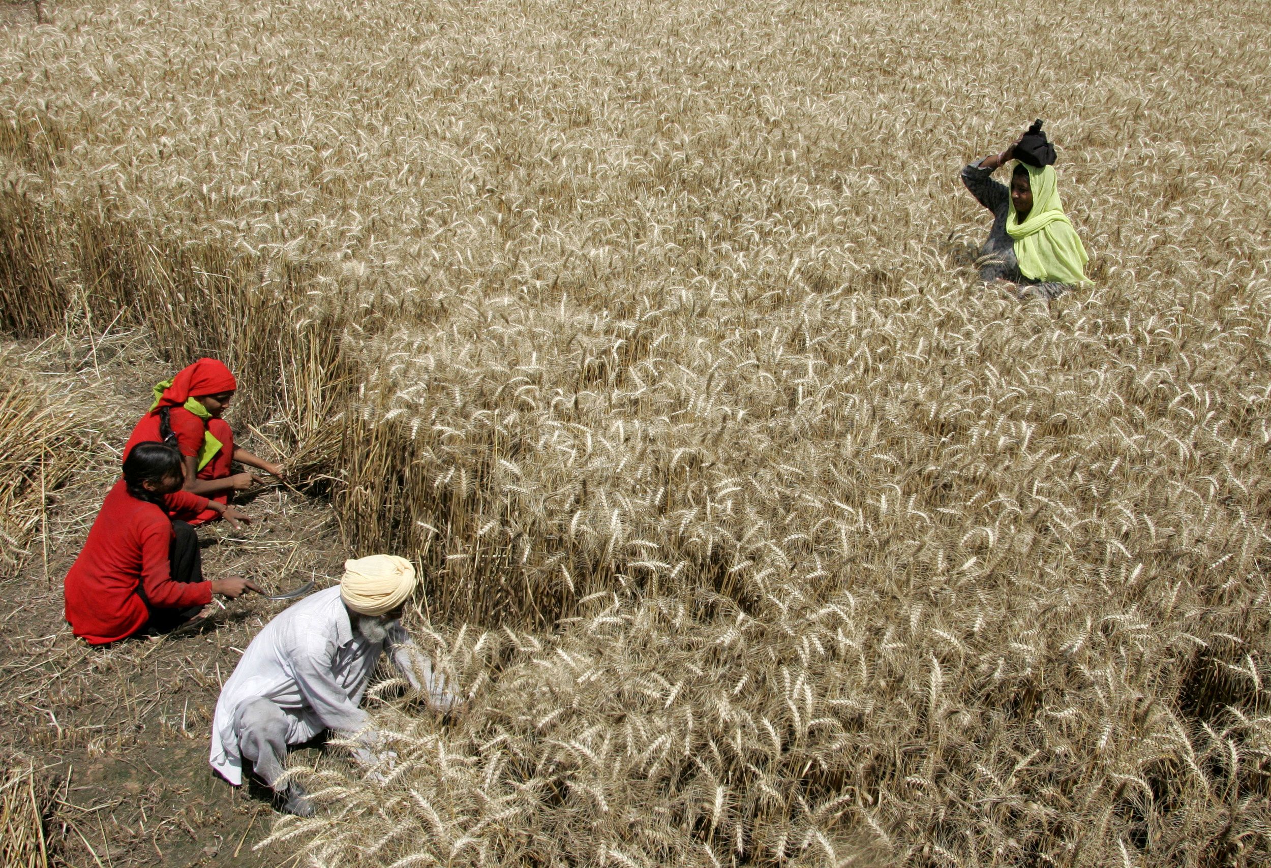 Agricultural labourers harvest wheat in India