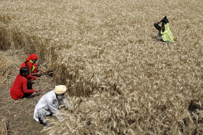 Agricultural labourers harvest wheat in India