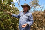 Farmer inspects destroyed trees