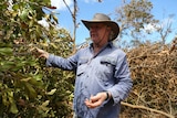 Farmer inspects destroyed trees