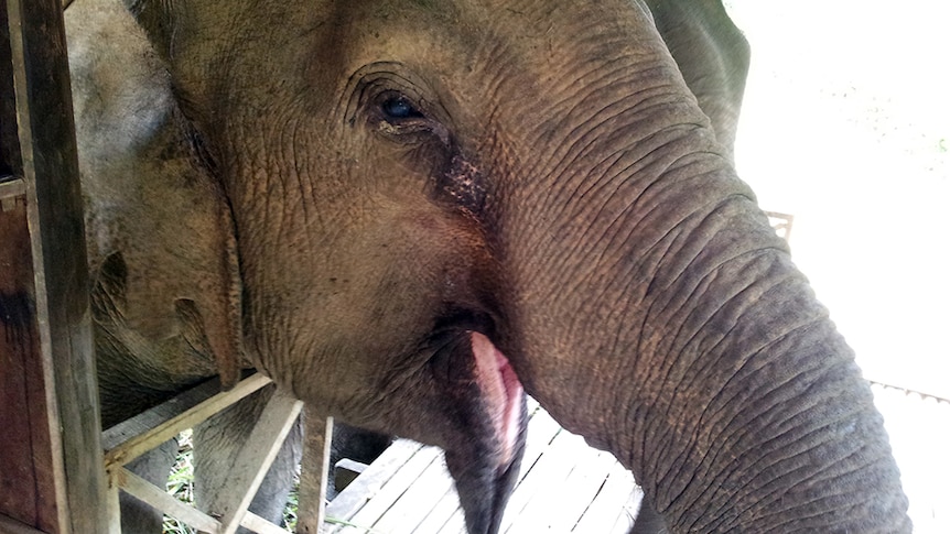 A rescue elephant at the Elephant Village's feeding area in northern Laos.