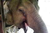 A rescue elephant at the Elephant Village's feeding area in northern Laos.
