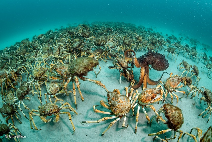 A Maori octopus descends on a giant spider crab amid a swarm of crabs