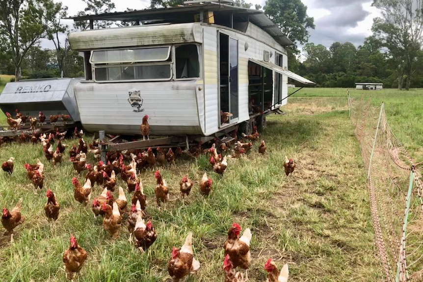 An old caravan and a feeder next to it with lots of red chickens inside an electric fence.