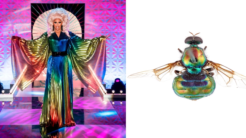 Composite image of drag queen RuPaul and a soldier fly species. 