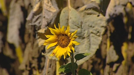 A sick looking sunflower in North Queensland.