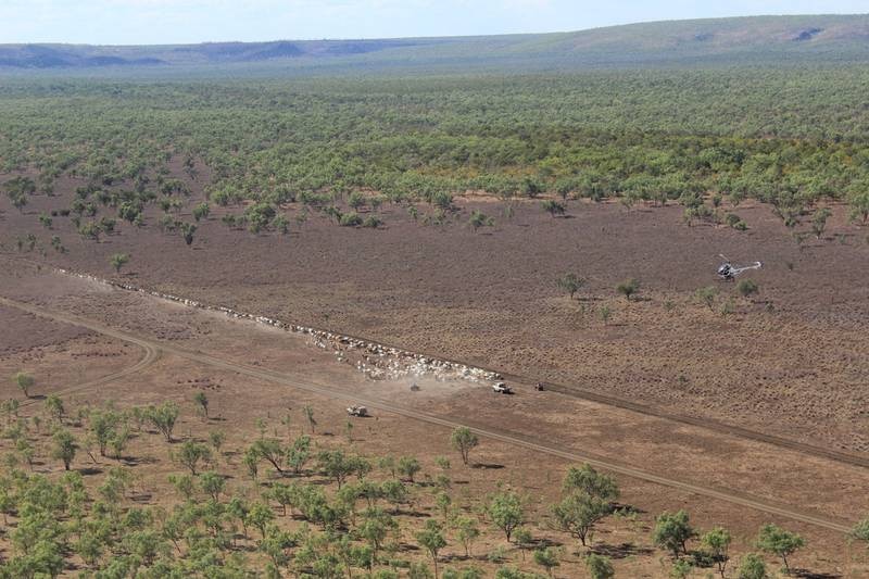 an aerial shot of cattle being mustered by helicopter and ute on Mt McMinn Station.