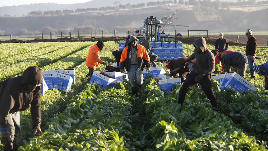 The Seasonal Worker Program has been hailed as a success by the horticulture industry.