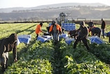 The Seasonal Worker Program has been hailed as a success by the horticulture industry.