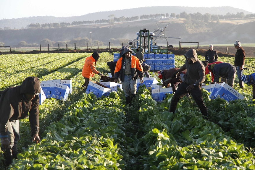 Ni Vans picking Cos lettuce in eastern Victoria