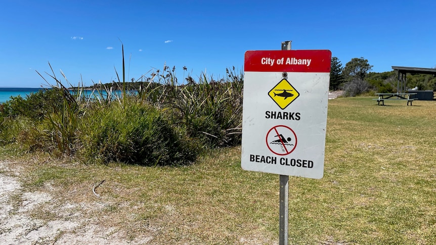 Shark warning sign at sunny beach