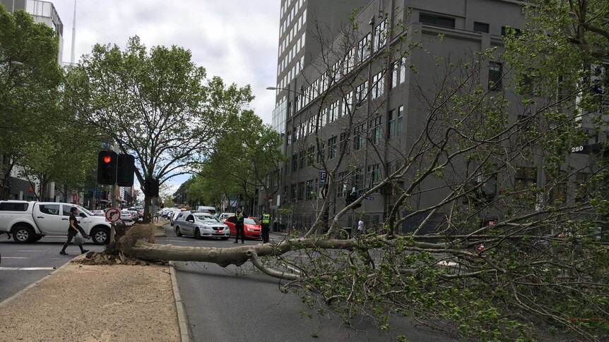 Tree down in Melbourne's CBD