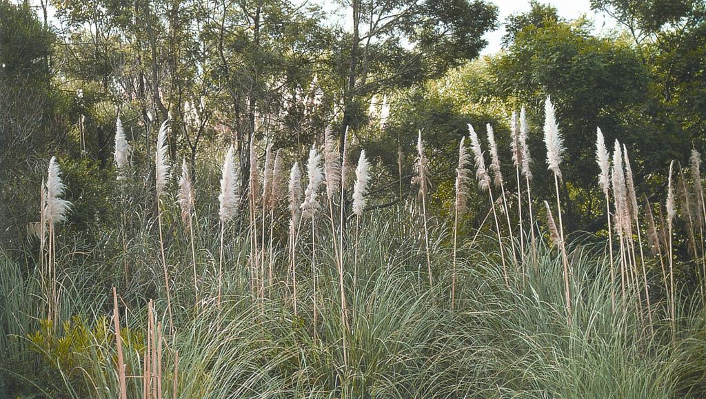 Invasive weed pampas grass spreads via train, posing fire risk and