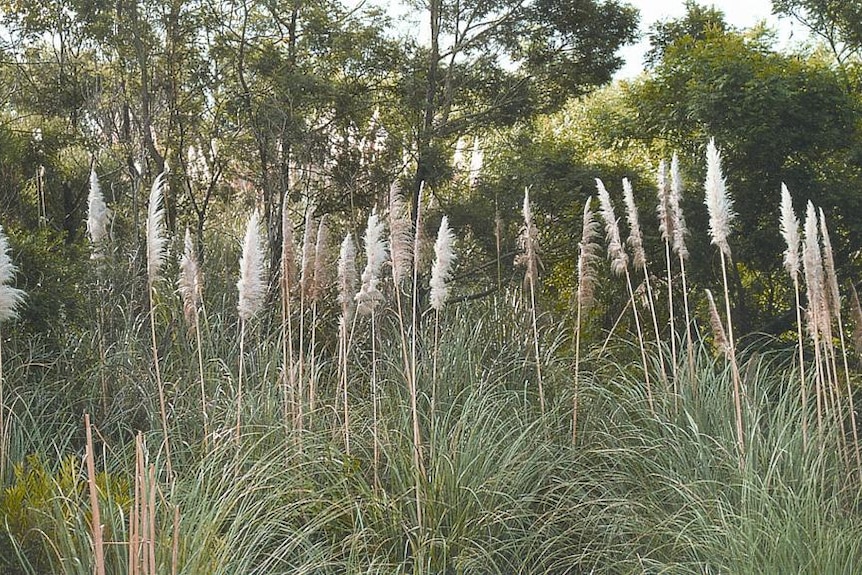 Pampas grass in native bushland with a few cars parked nearby.