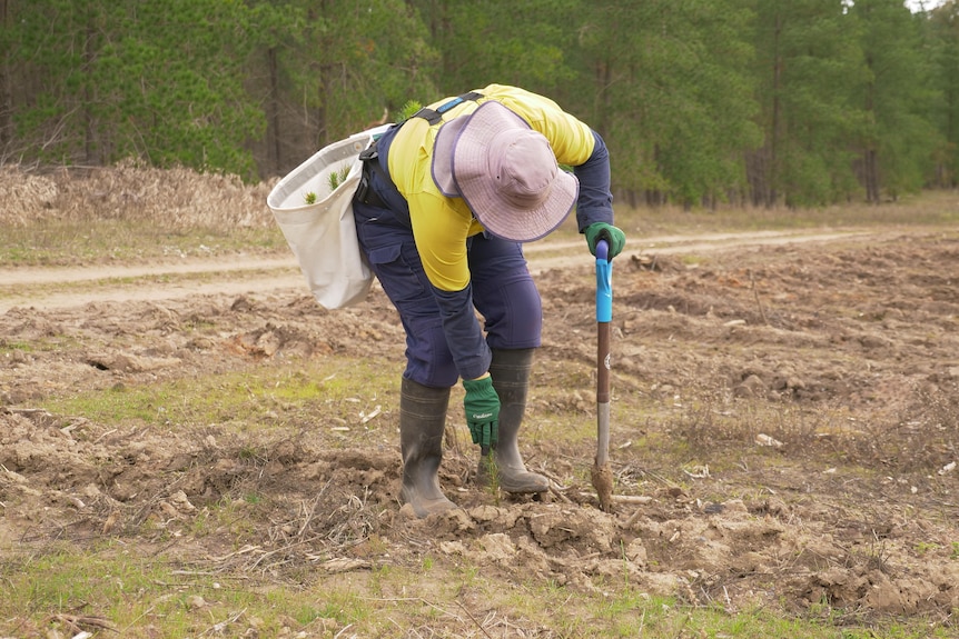 A worker wearing a pink hat and hi-vis workwear and holding a shovel leans over to plant a pine seedling in a cleared field