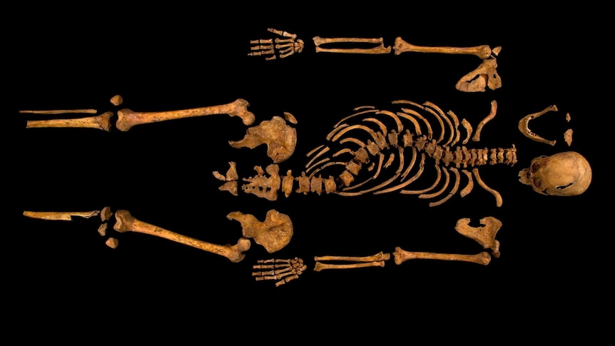 Researchers say this skeleton, found under a car park in Leicester, is that of King Richard III.