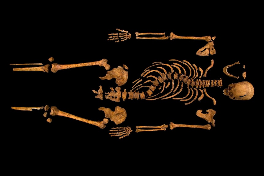 Researchers say this skeleton, found under a car park in Leicester, is that of King Richard III.