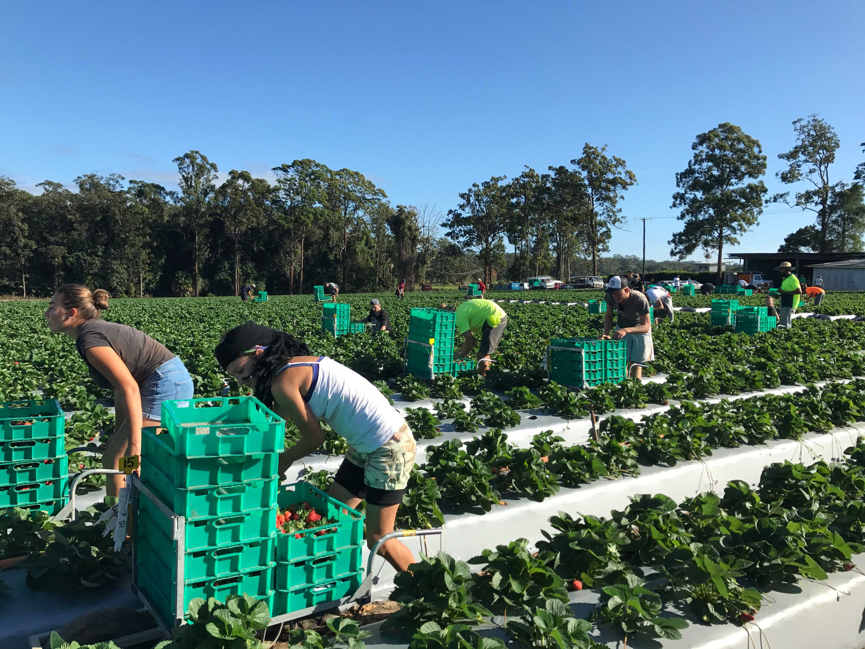 Riverina Farmer Adam Symons Has Arm Torn Off In Horrific Hay Baler Accident Drives Himself To Get Help Abc News