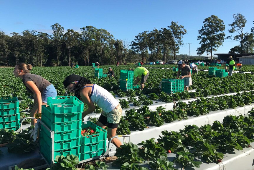 Workers bent over rows of strawberries fill crates with the fruit.