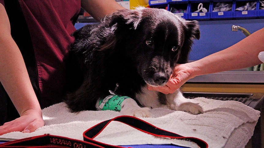 A dog with cute glassy eyes get a pat on his nose after giving blood.
