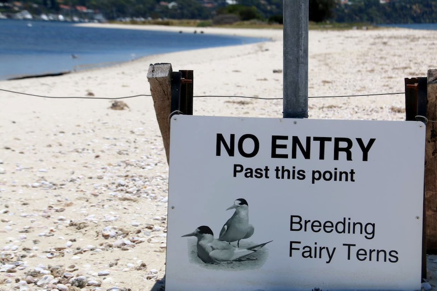 A sign on a beach telling people "No entry, fairy terns breeding".