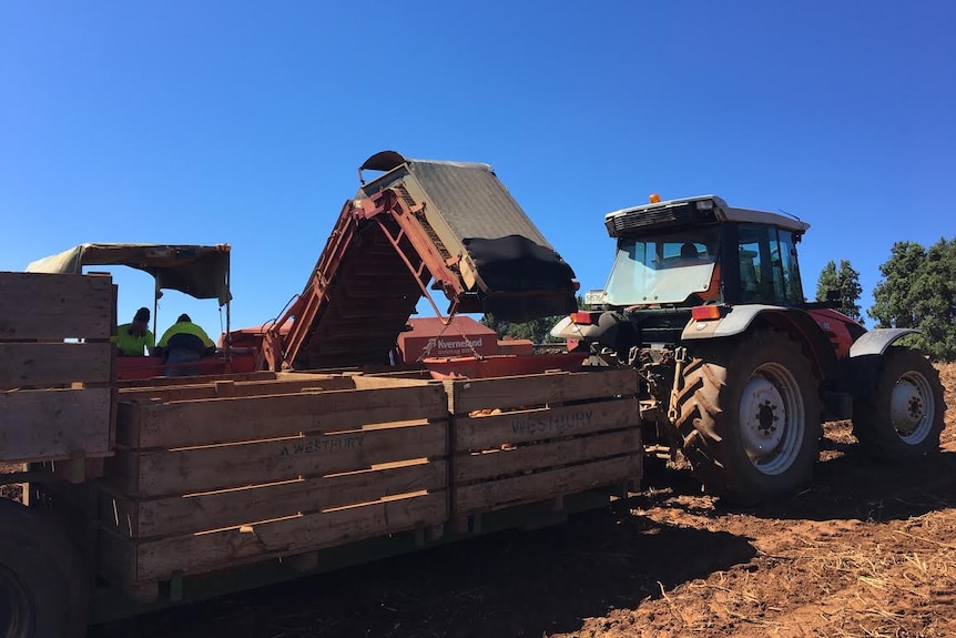 A potato harvester operating in a paddock.