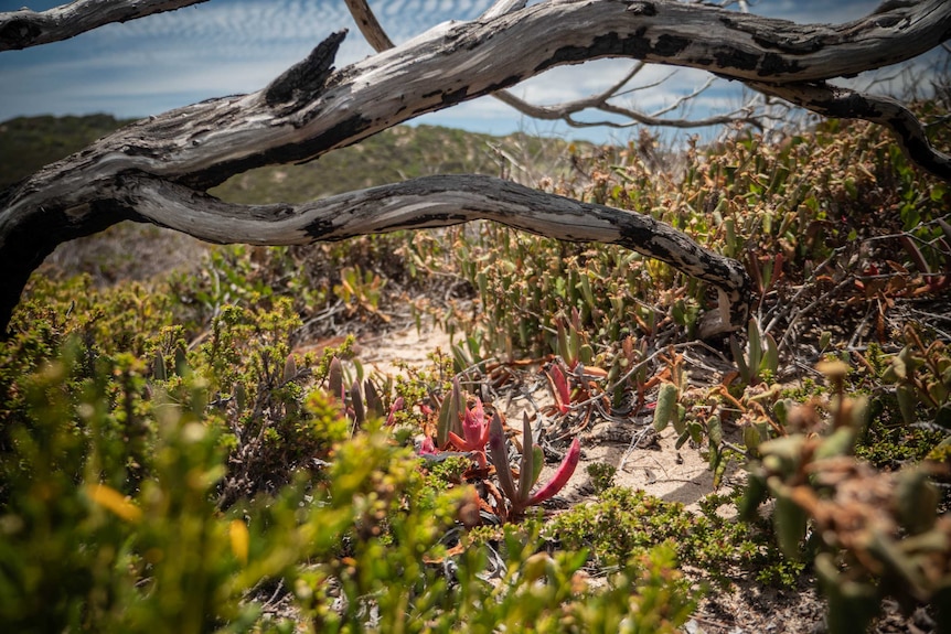A close up shot of a pink and green native strawberry on Kangaroo Island, with a dead log and blue skies above.