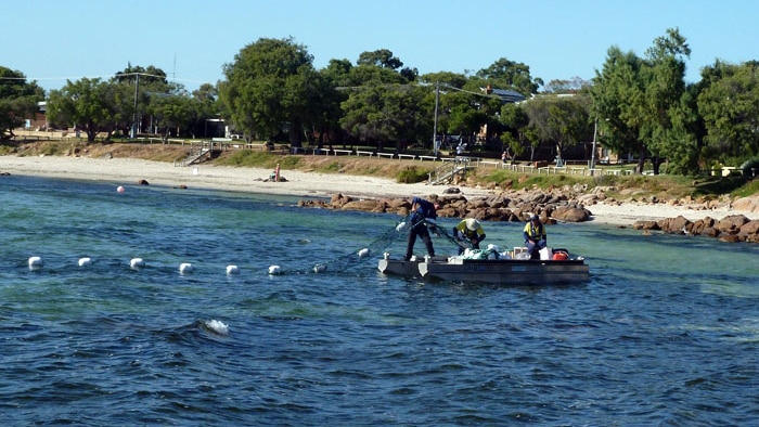 A shark barrier being installed at a beach in Dunsborough