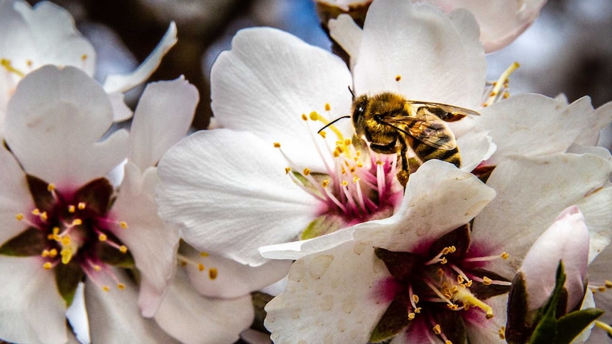 Bees on almond tree flowers.