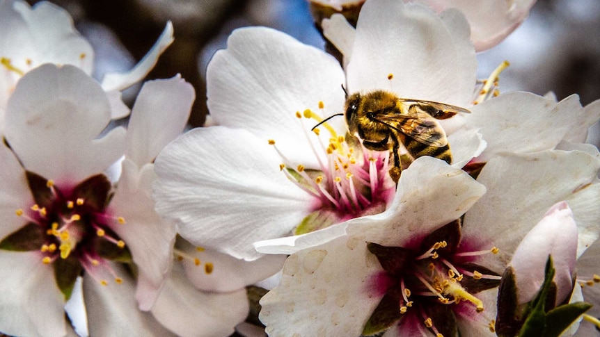 Bees on almond tree flowers