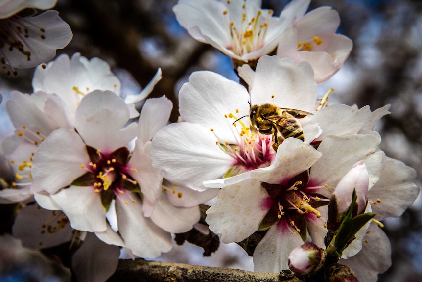 Bees pollinate white flowers.