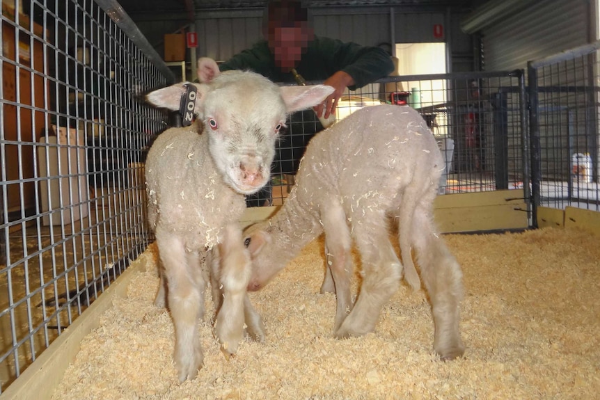 Two lambs stand in a pen with a prisoner in the background.