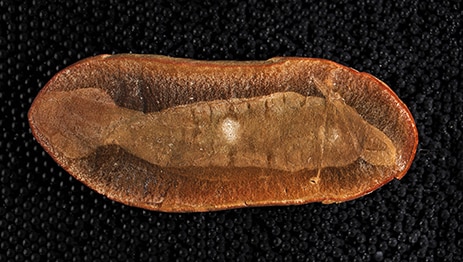 Fossil of Tullimonstrum gregarium