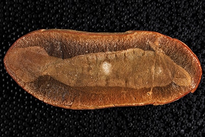 Fossil of Tullimonstrum gregarium