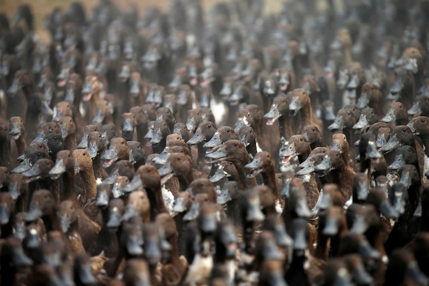 Dozens of duck heads are seen in a crowd of birds
