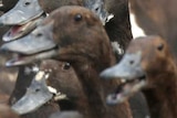 Dozens of duck heads are seen in a crowd of birds