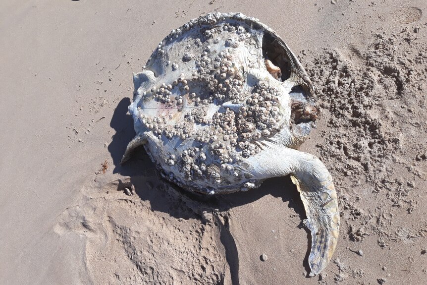 A dead turtle, missing its head and some flippers, lays on the sand of a beach