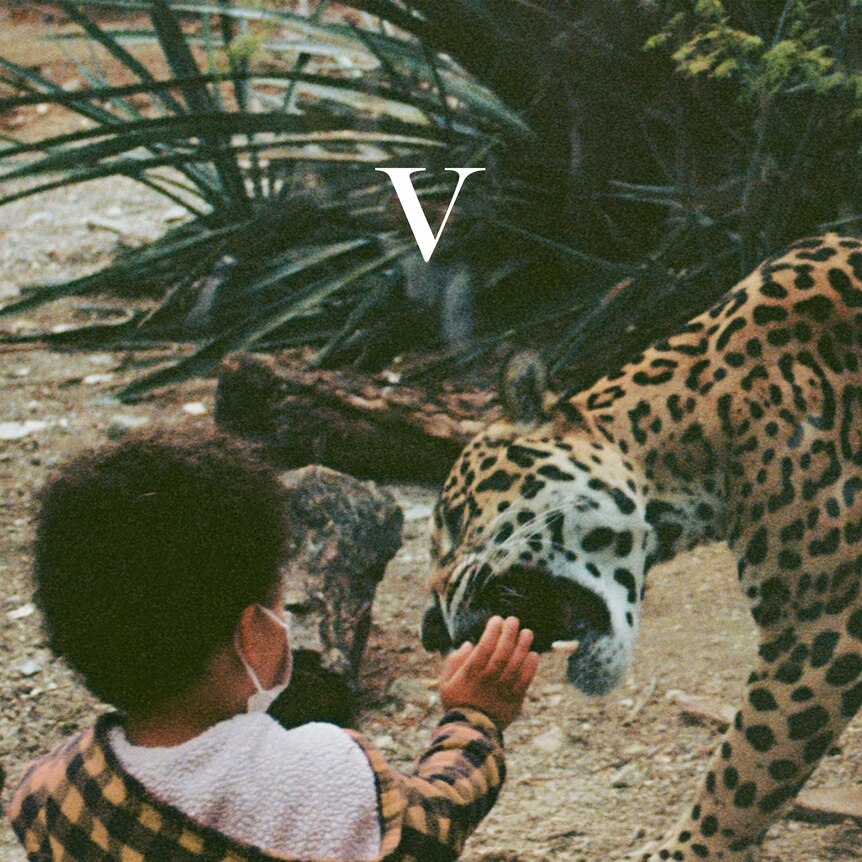 a young child feeds a leopard