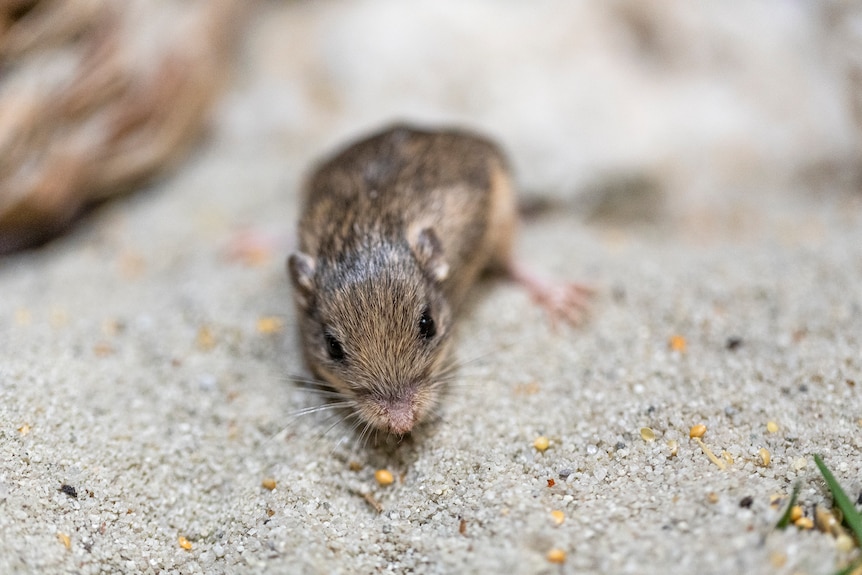a Pacific pocket mouse known as Pat sits on sand at the San Diego Zoo