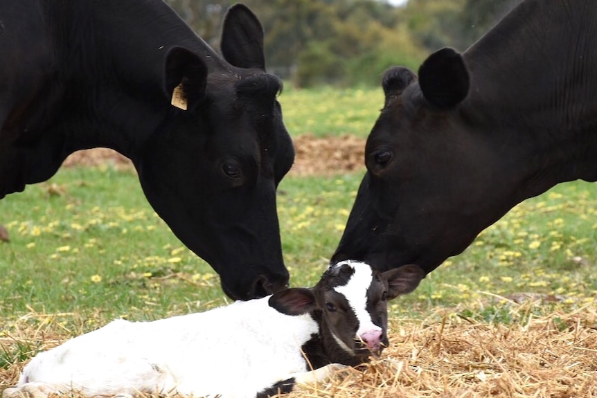 Dairy cows