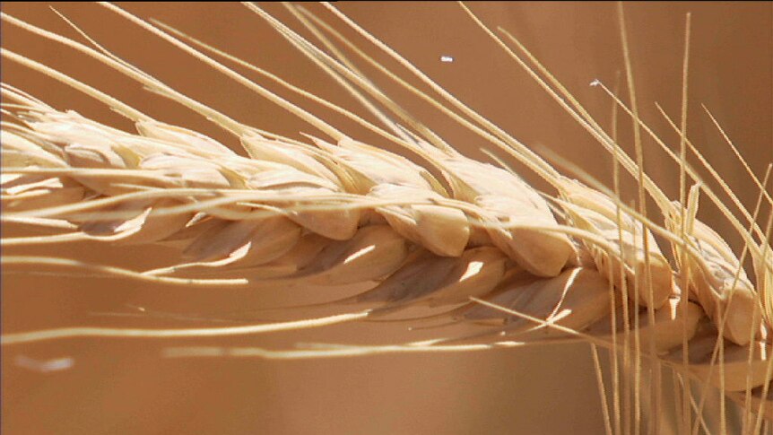 Australian wheat