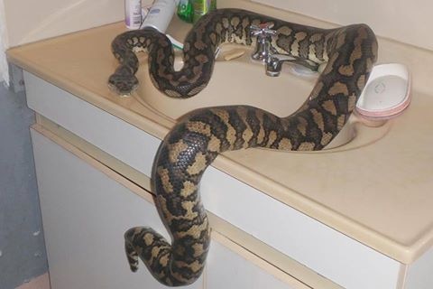 A 2.1 metre python lying in the sink of a Townsville house.