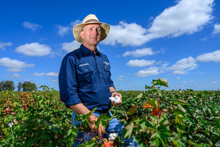 An older man in work gear and a hat stands in a field, holding a boll of cotton.