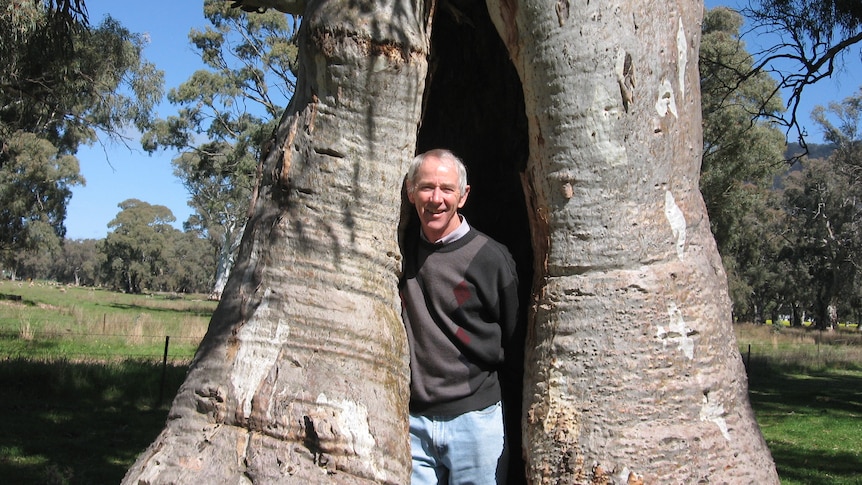 A photo of a man standing in the gap of a truck of a tree.