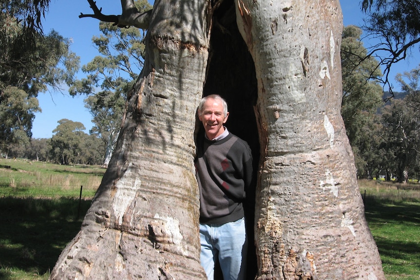 A photo of a man standing in the gap of a truck of a tree.