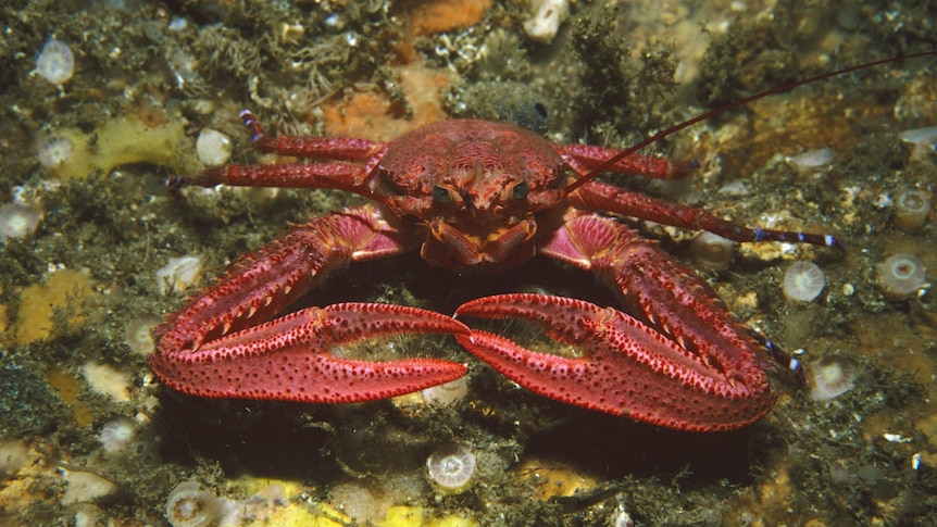A reddish crab on a rock