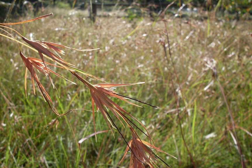 Australian kangaroo grass