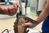 Injured oblong turtle being held by a vet.