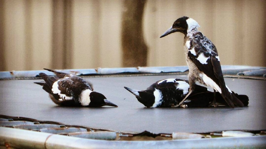 Magpies sit on a trampoline.