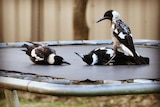 Magpies sit on a trampoline.